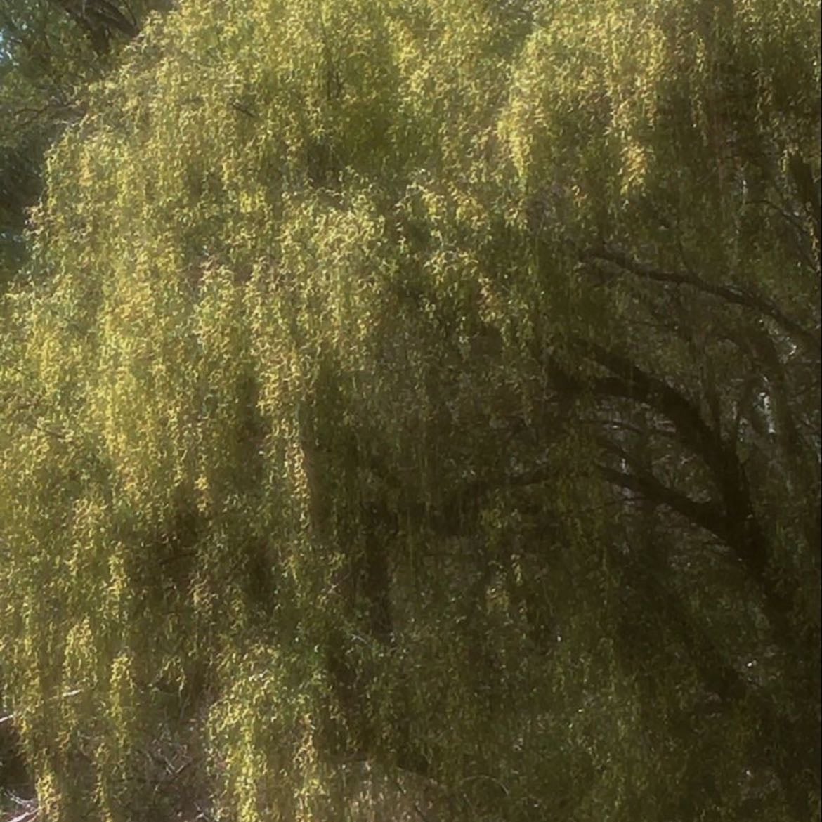 Sauce llorón - Melancolía, sensibilidad, duelo bello, fluir emocional