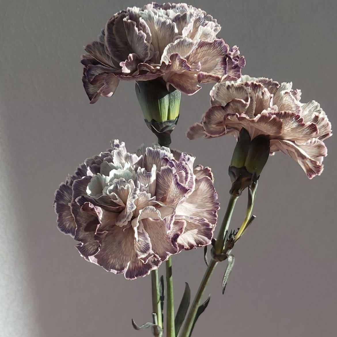 Clavel - Amor y fascinación (rojo); gratitud (rosa); pureza (blanco)