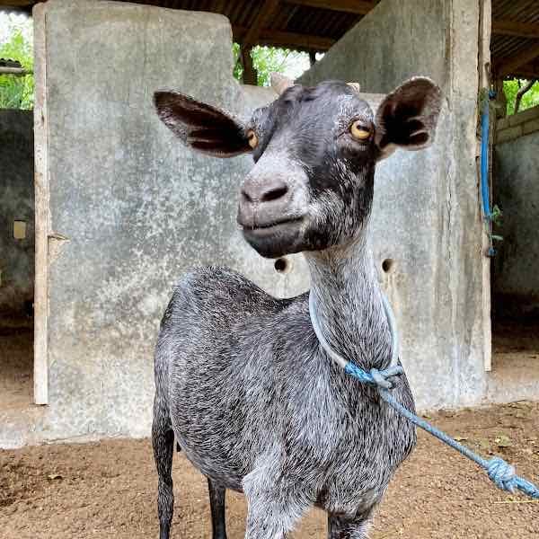 Kambing - Prettiest goat on the island - no questions asked
