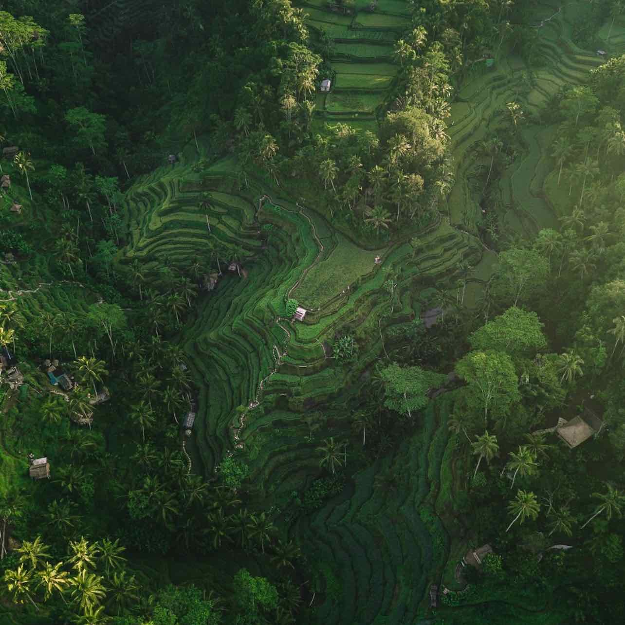 Ubud - 2-3 days, rice fields, waterfalls & yoga