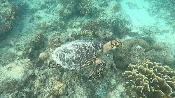 Turtle beach - sooo many turtles next to the shore