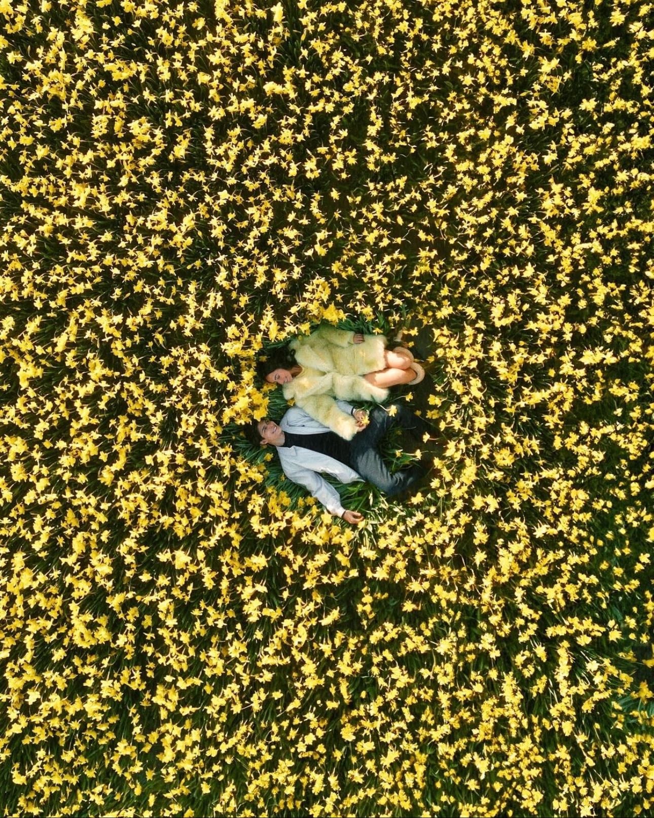 Conhecer os campos de flores em Amsterdã 🇳🇱💐