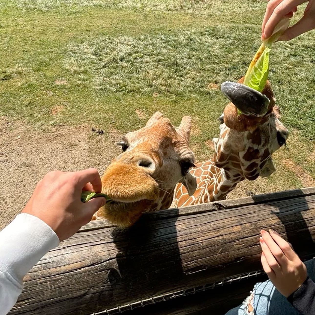 Zoo