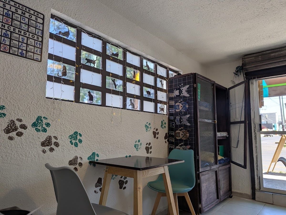 Cattus Café. "El lado tierno del café"