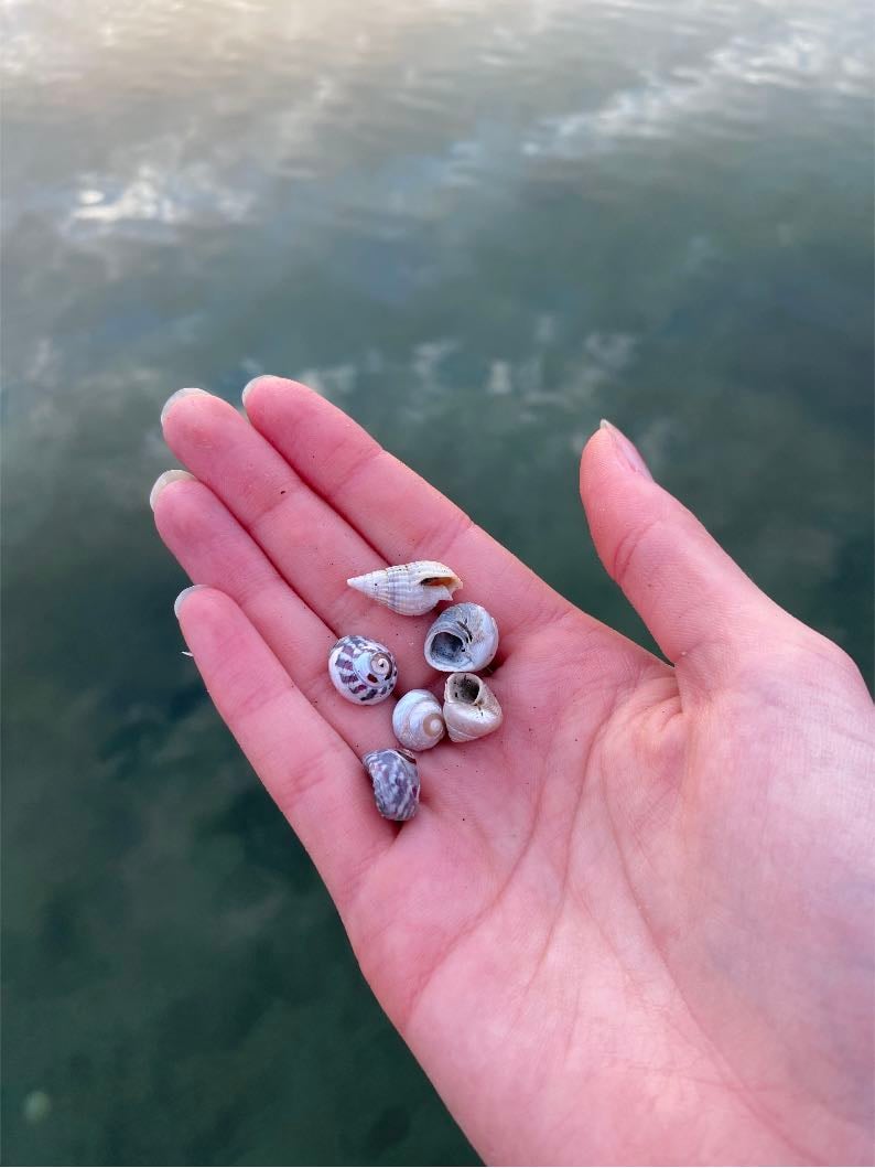 look for shells on the beach - love this