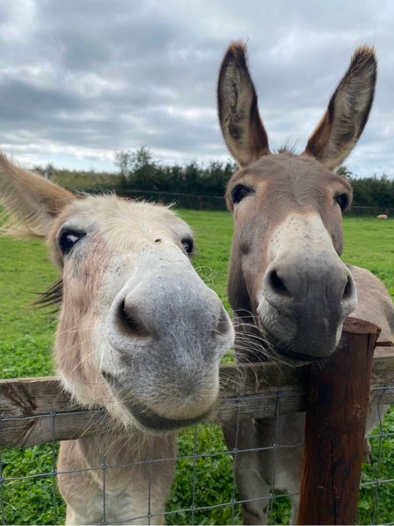 donkeys - the’re amazing