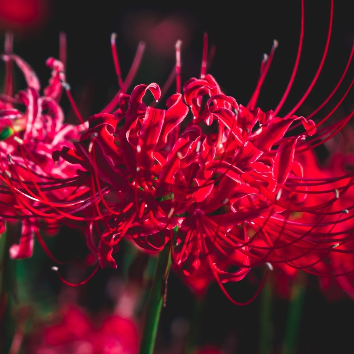 Flor del infierno