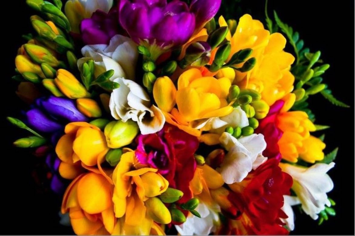 Fresias