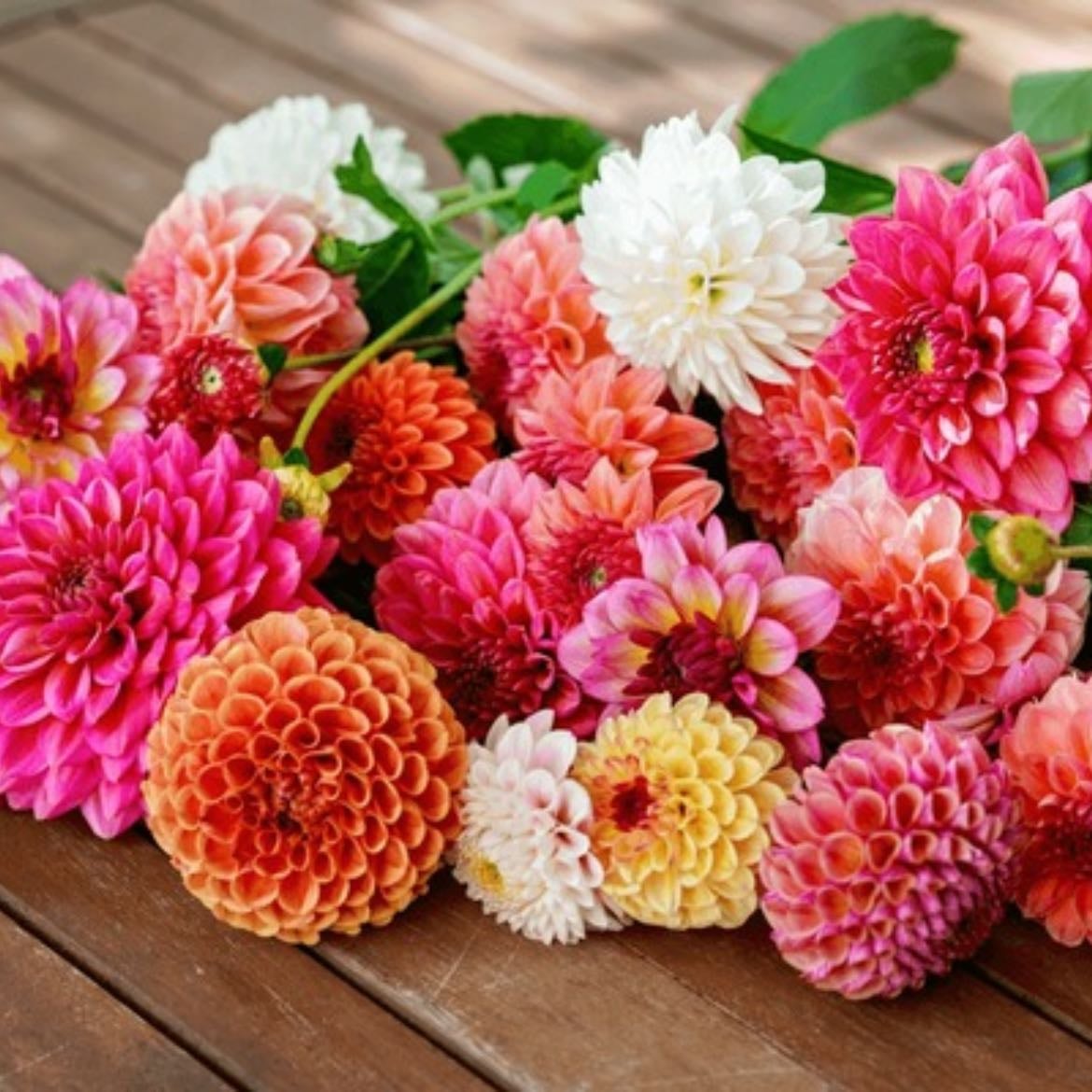 Dalias