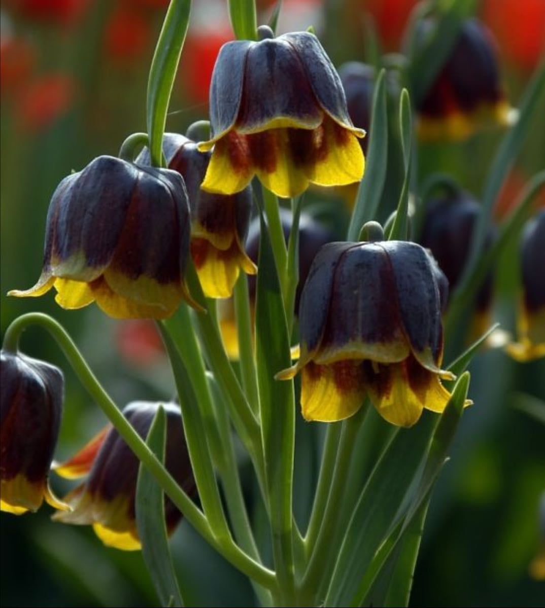 Fritillaria