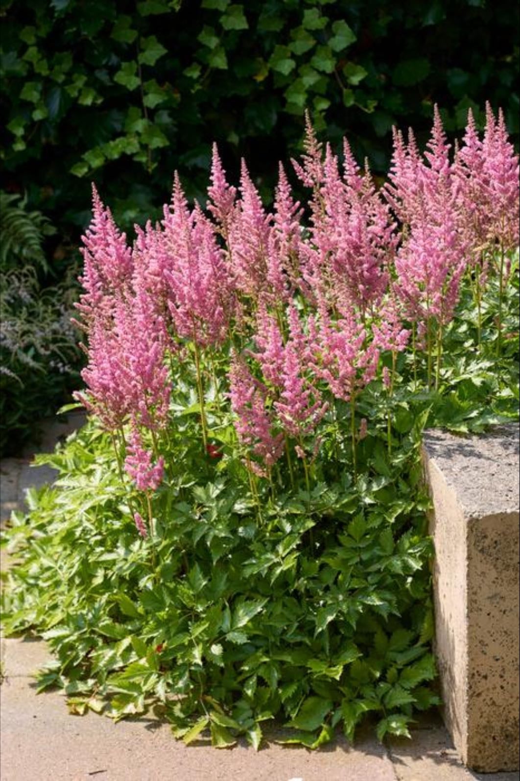 Astilbe