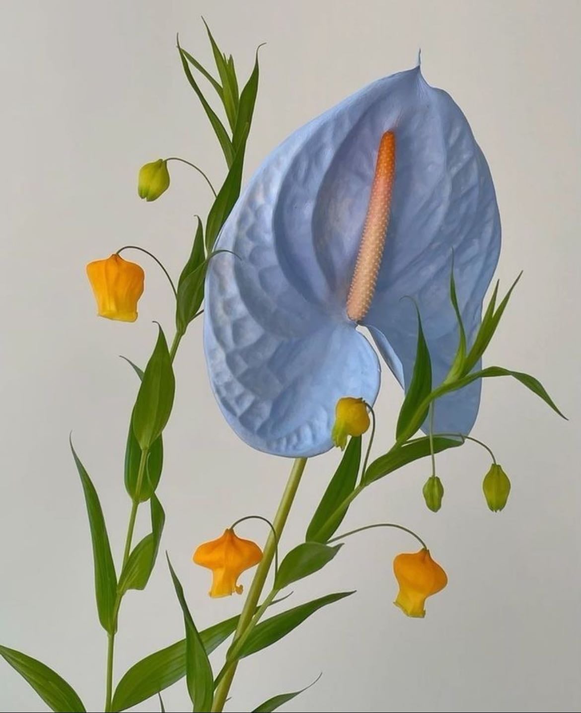 Anturio