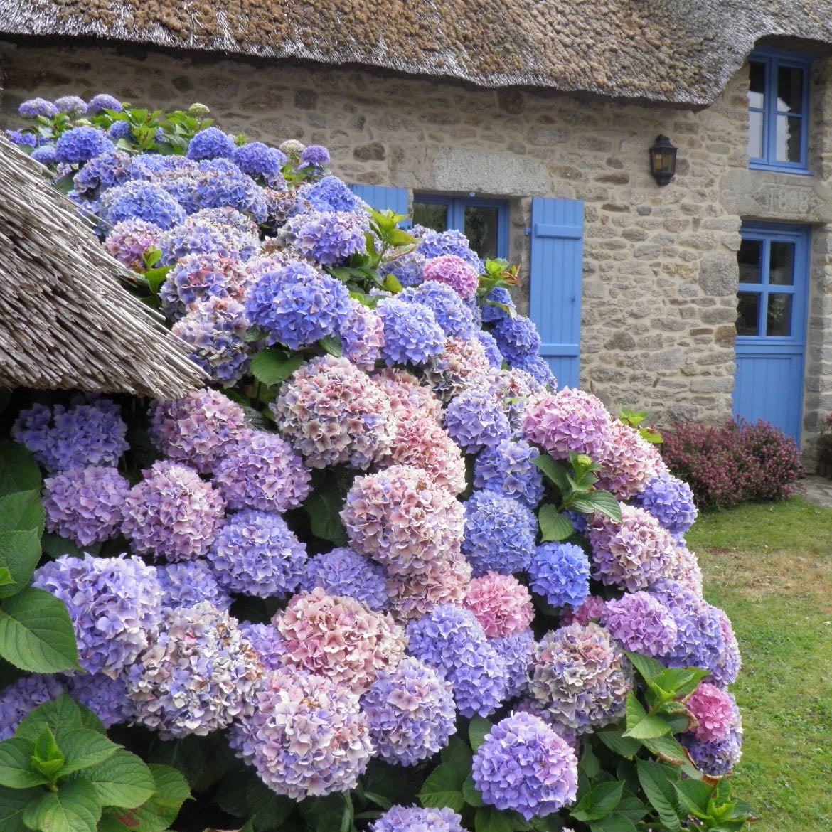 Hortensias