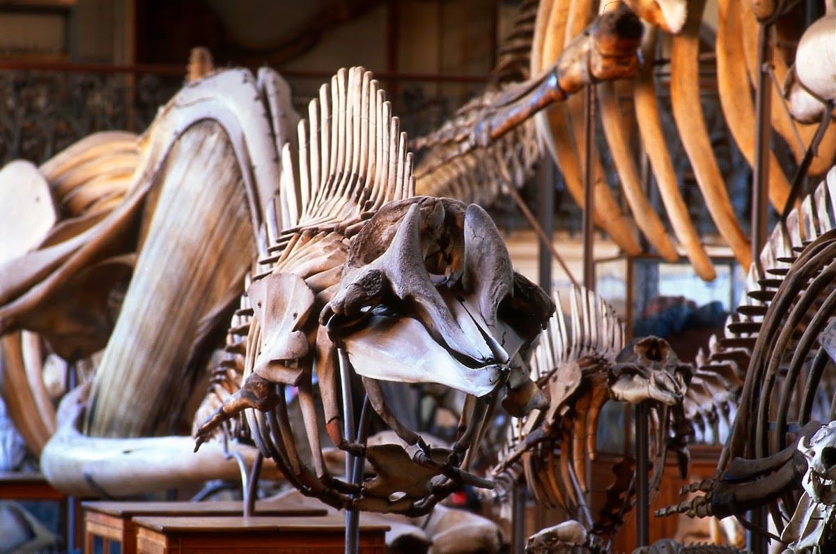 Galerie de Paléontologie et d’Anatomie comparée