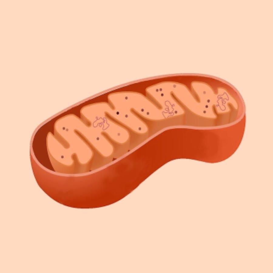 The Mitochondria Channel - YouTube