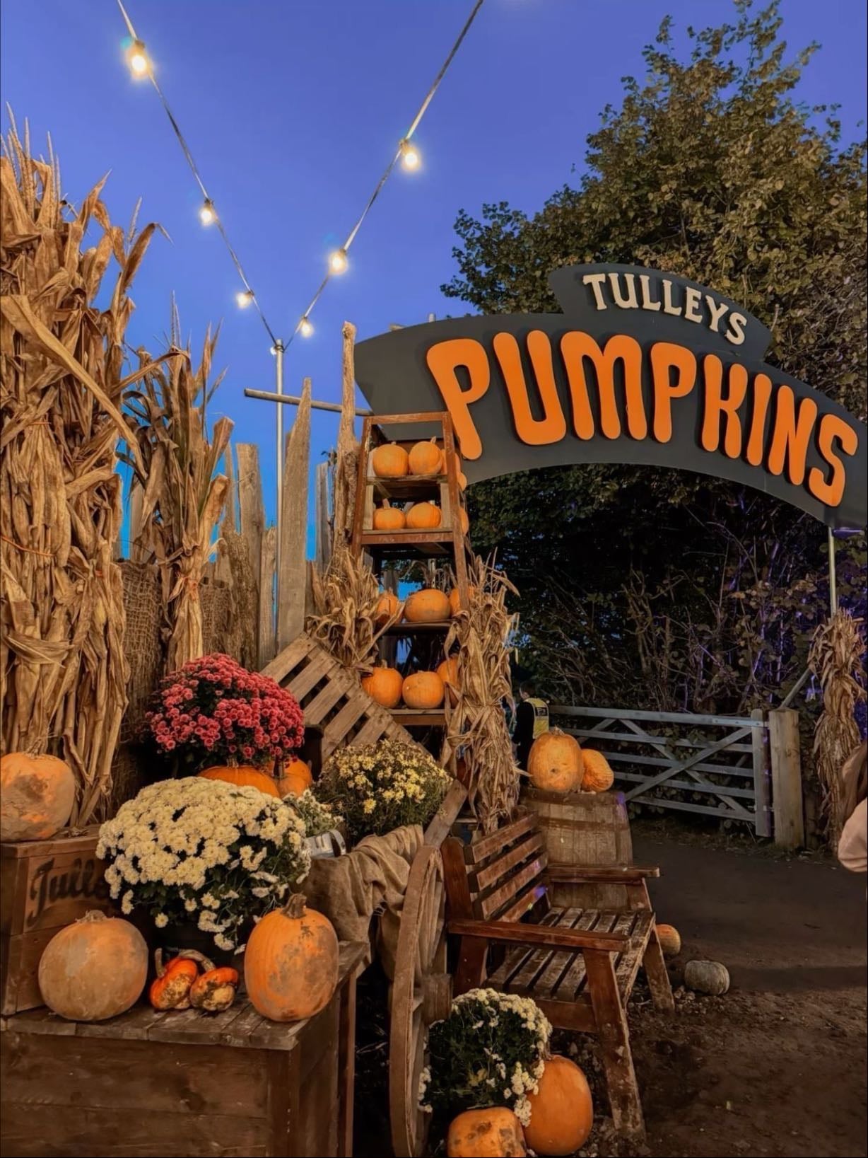 pumpkin patches