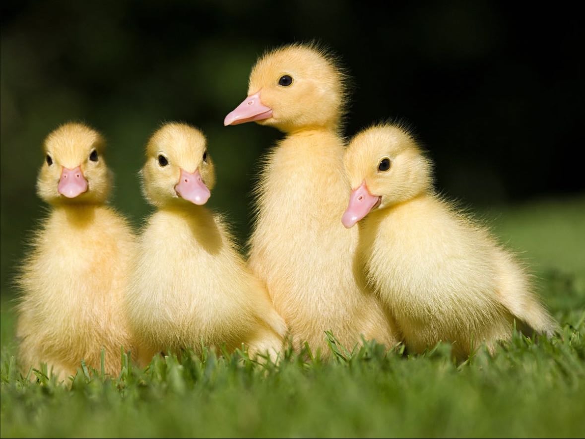 Hot Water Bottle - DUCKKY