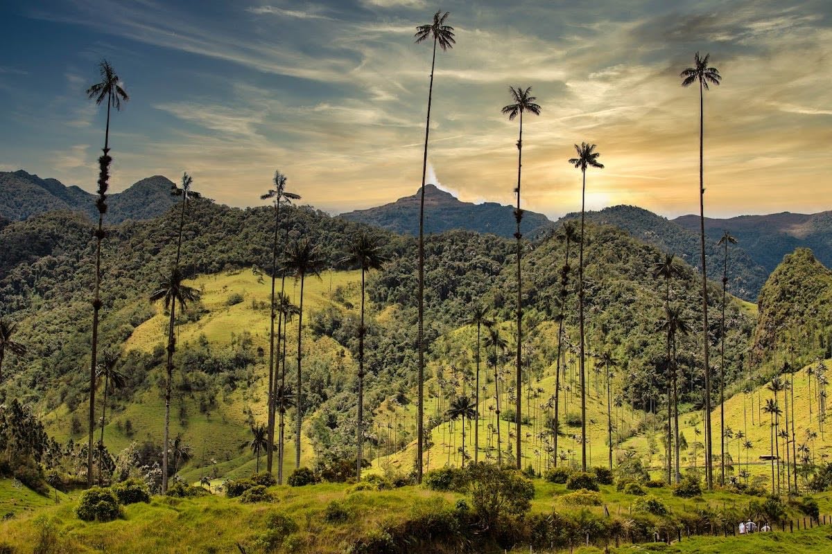 Valle de Cocora