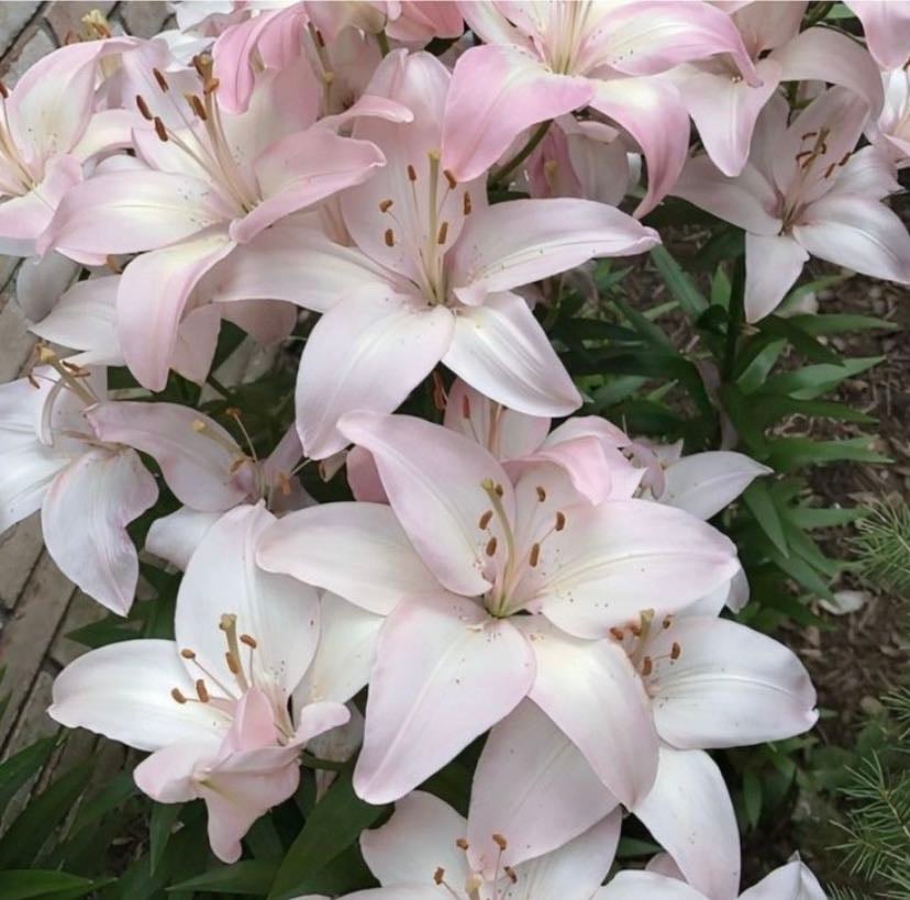 smell of the flowers