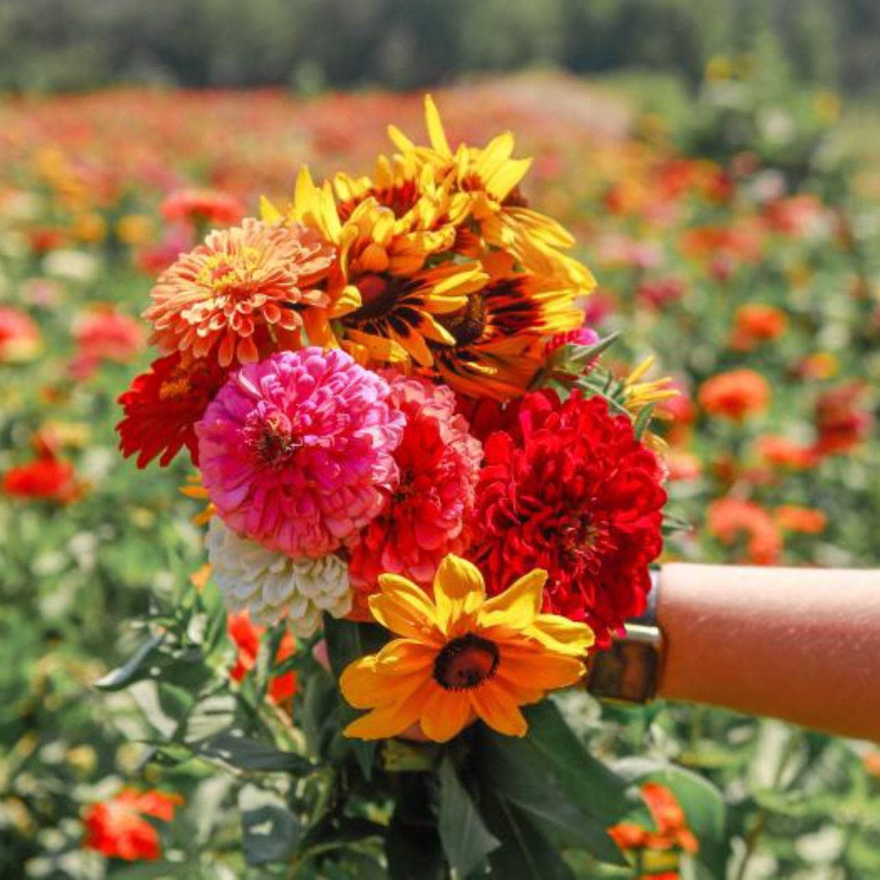 collect flowers