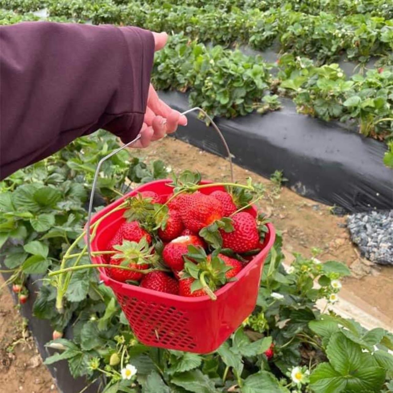 strawberry patch