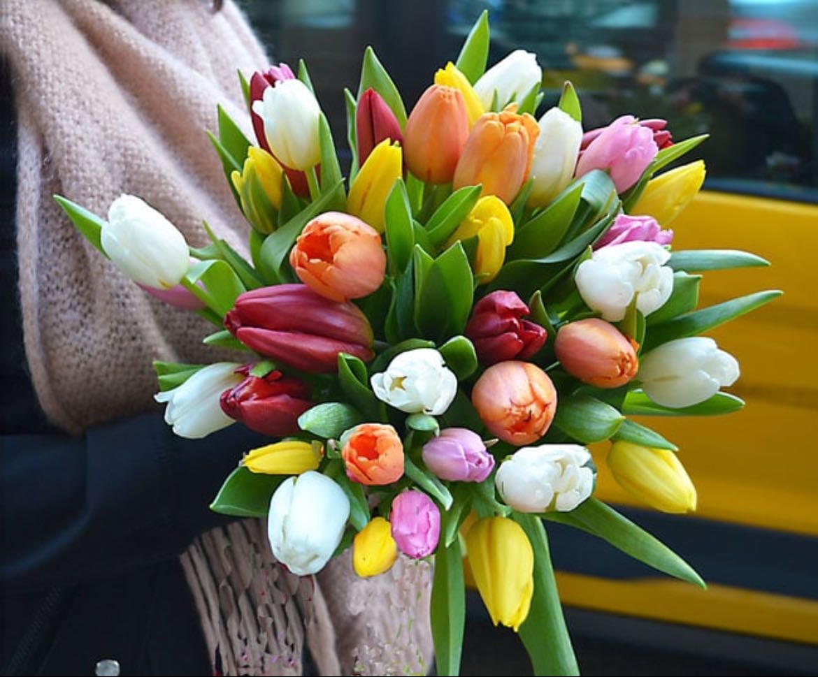 Tulipanes
