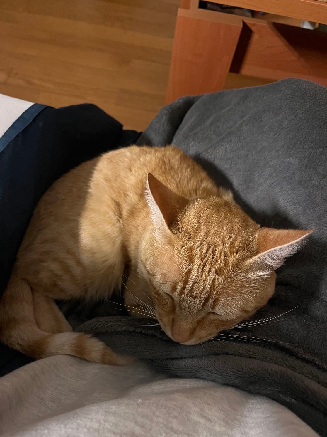 My cat Canela