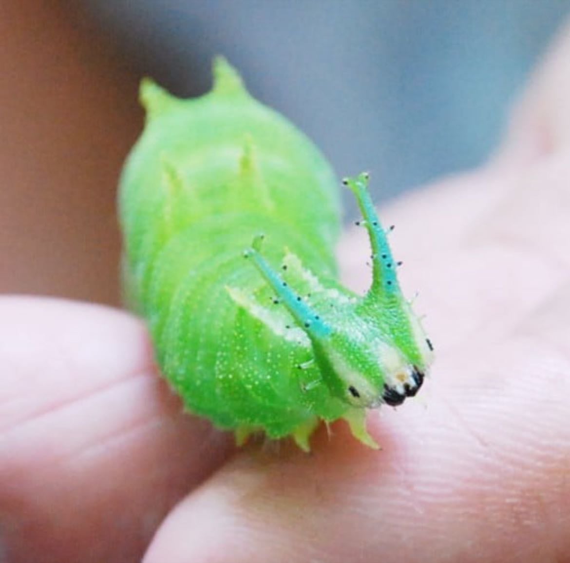 Oruga emperador japonesa