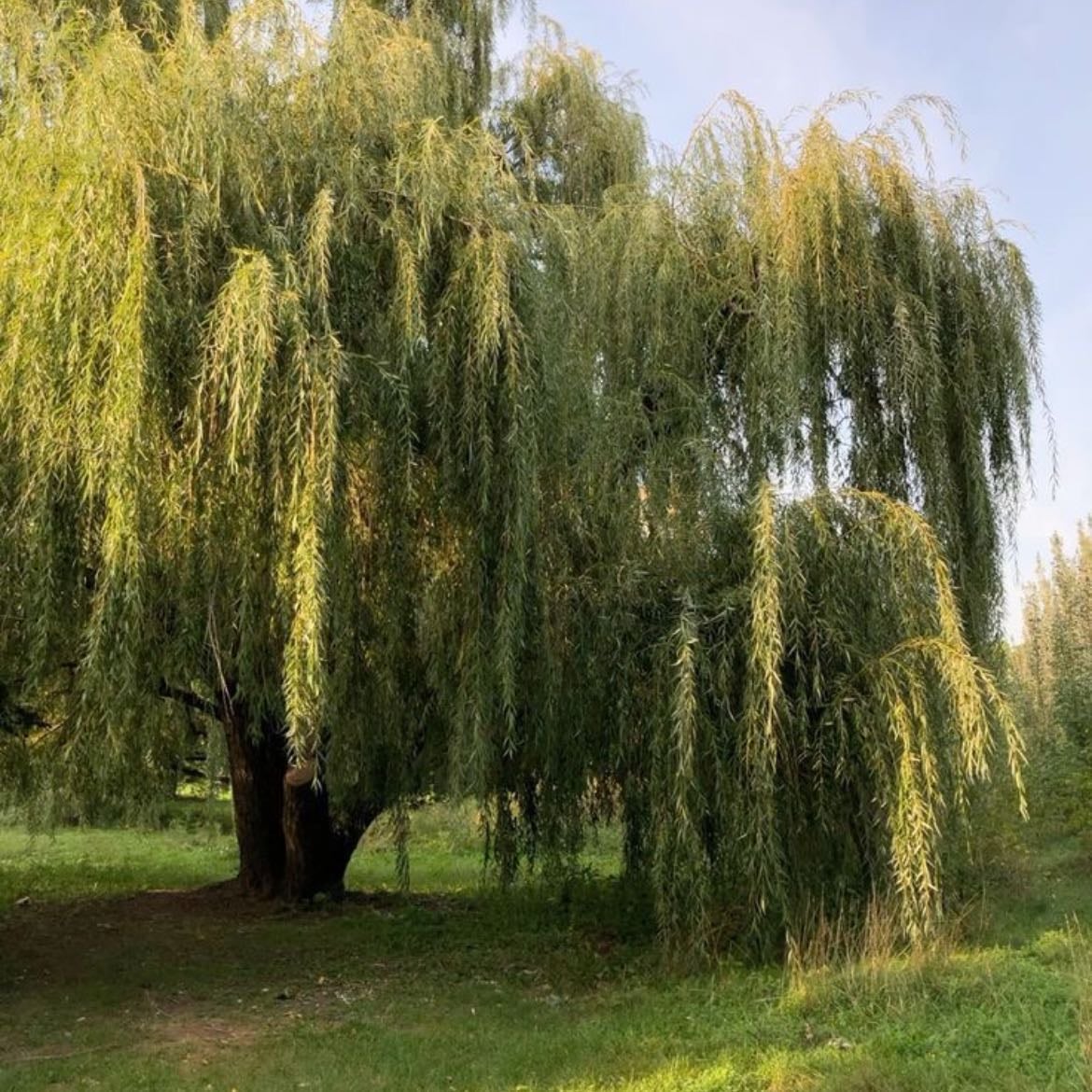 Willow trees