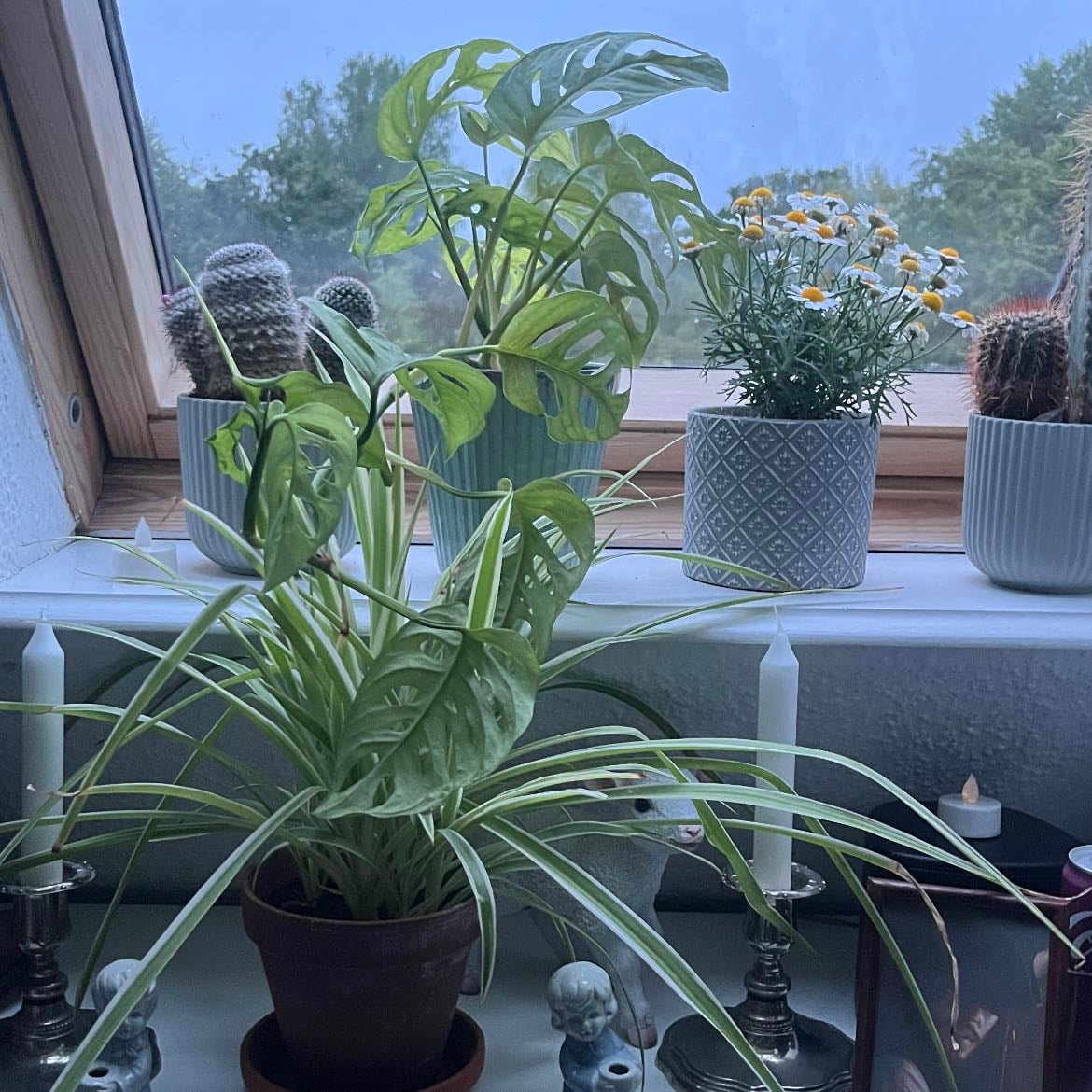 Plants