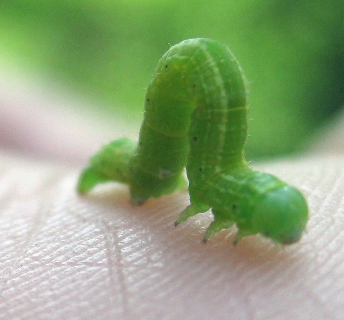 Caterpillars