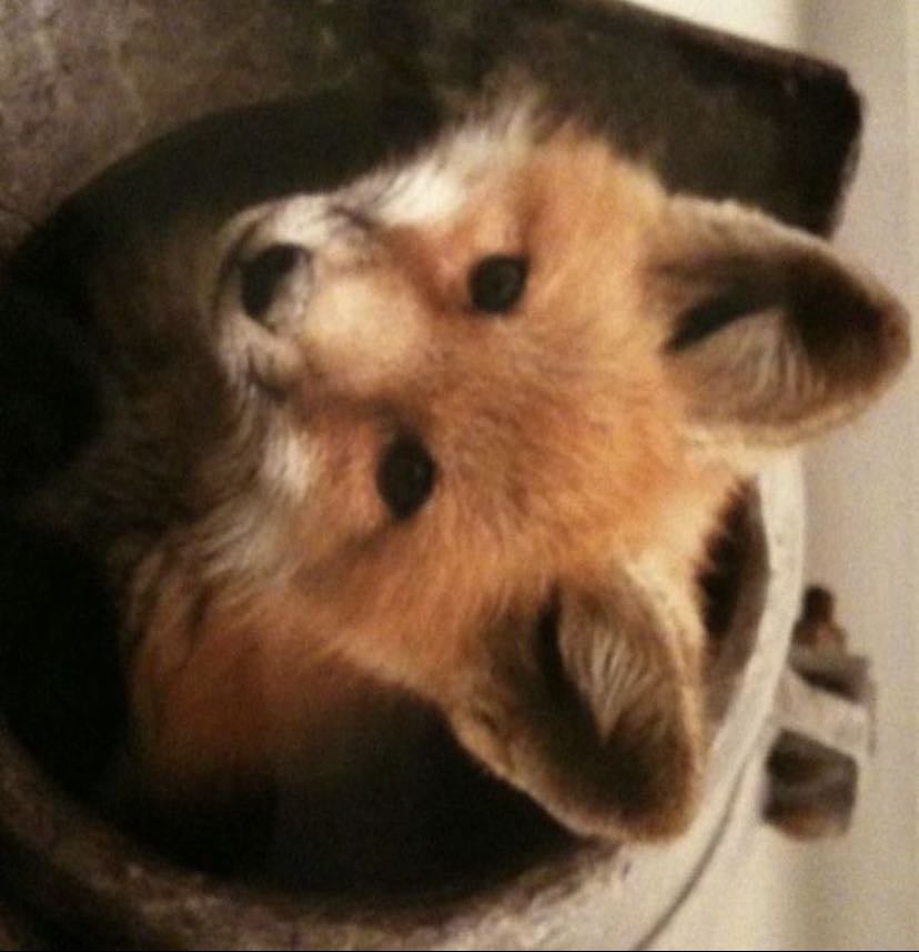 Fox