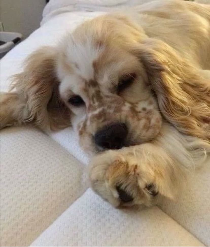 Cocker spaniel