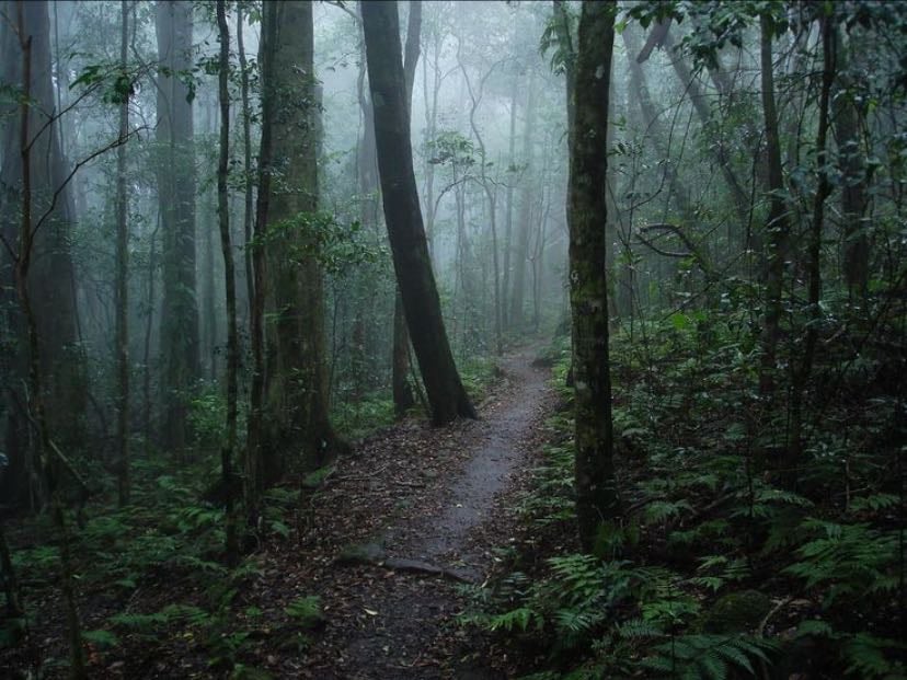 Forest after it rains