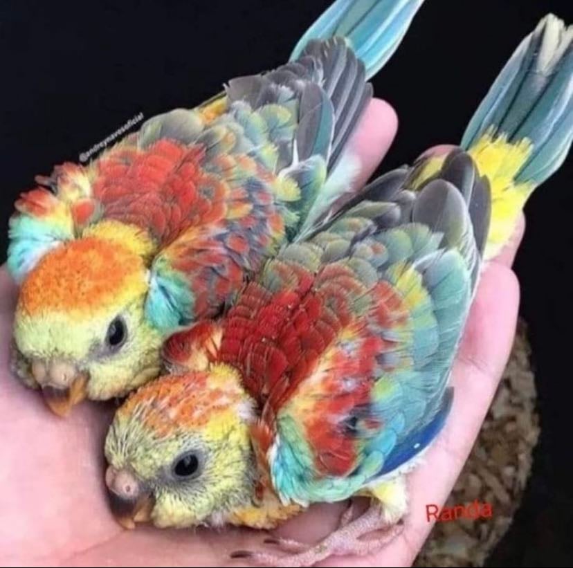 Opaline red rumped parrot