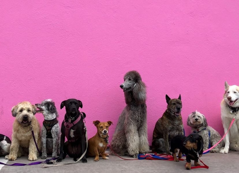 Dogs