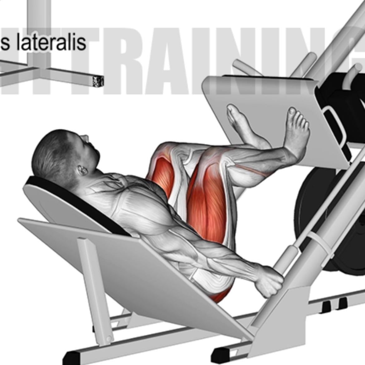 leg press