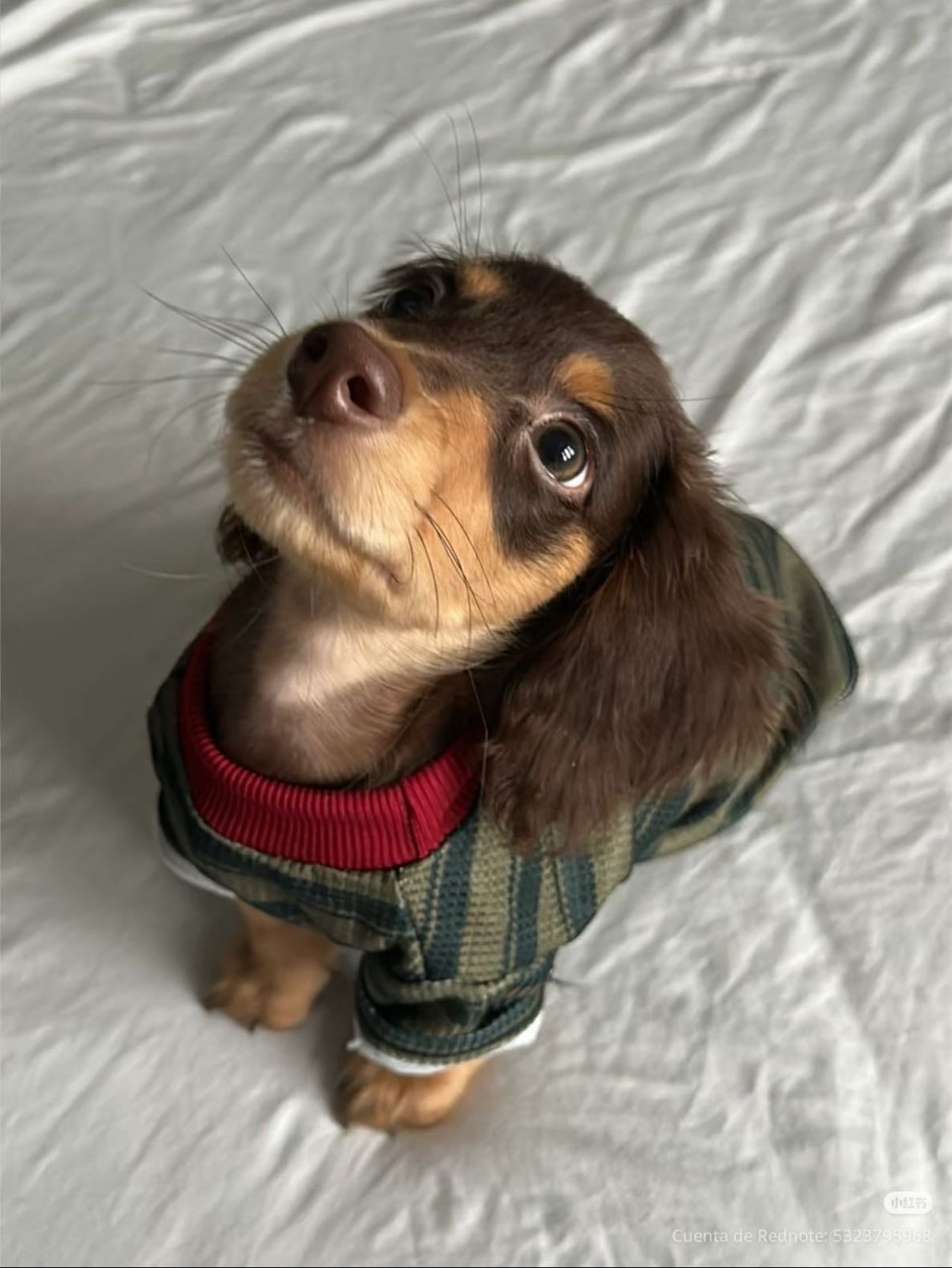 Dachshund