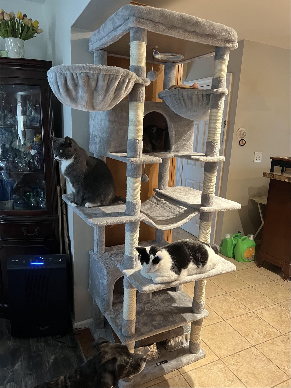 A new cat tower for my cat) - ~$120