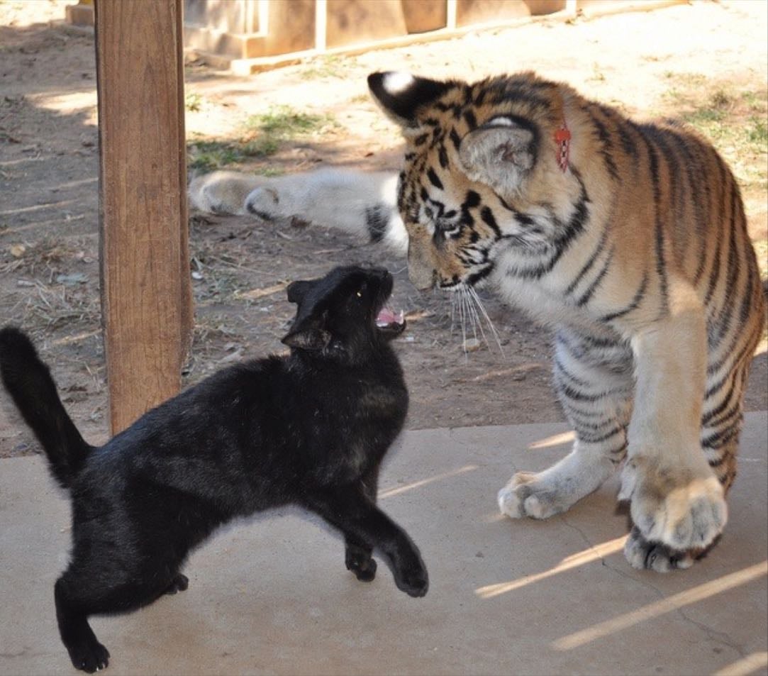 tiger - it was very late at night, everyone in my house was asleep except for me. i sat on the stairs looking out to my backyard and saw a cat being chased by two tigers.