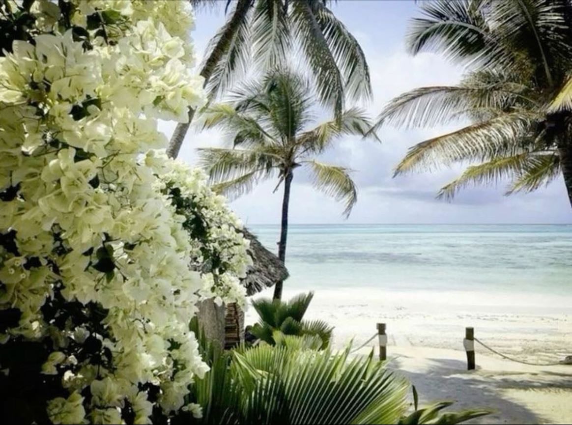 palms