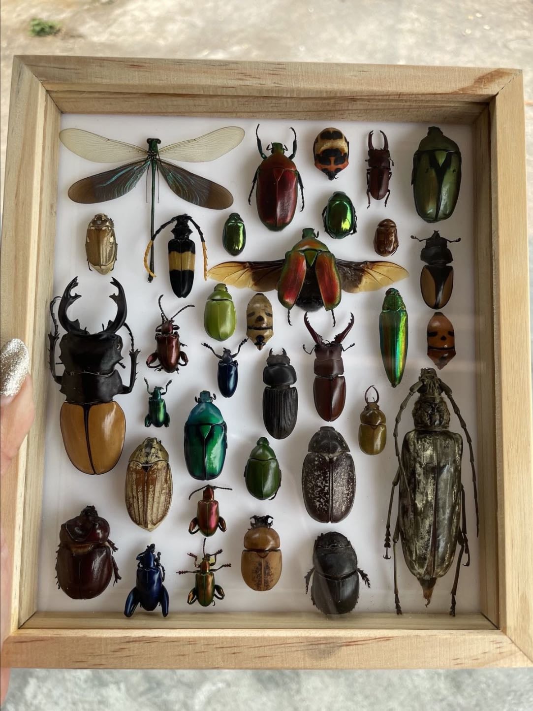 taxidermy / oddities - bones etc