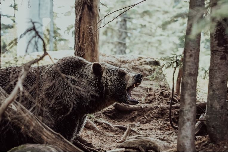 ANALYZING BEAR: How Modern Male Insecurity Creates Predators (Obsession)
