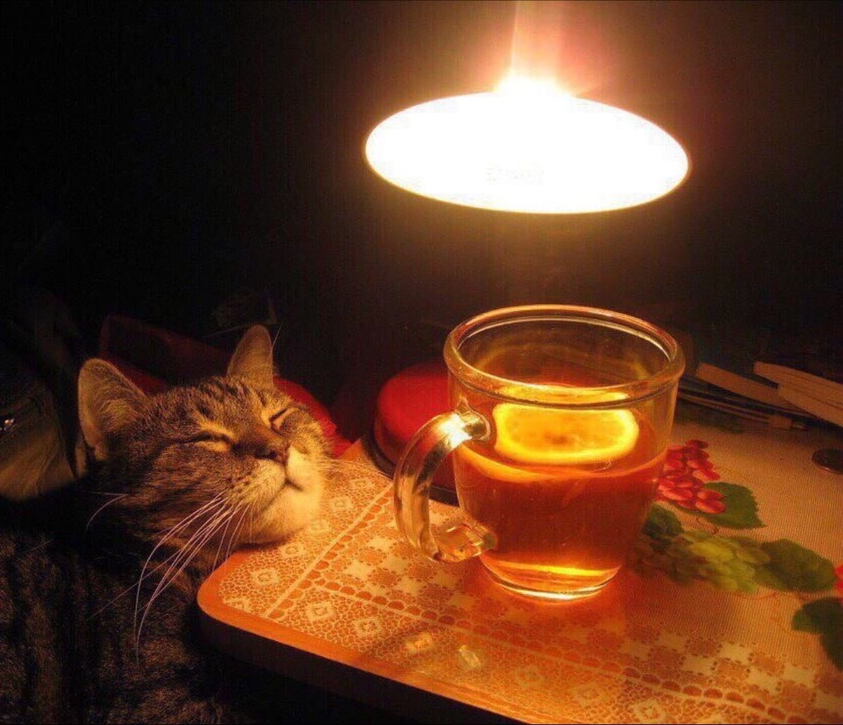 🐱