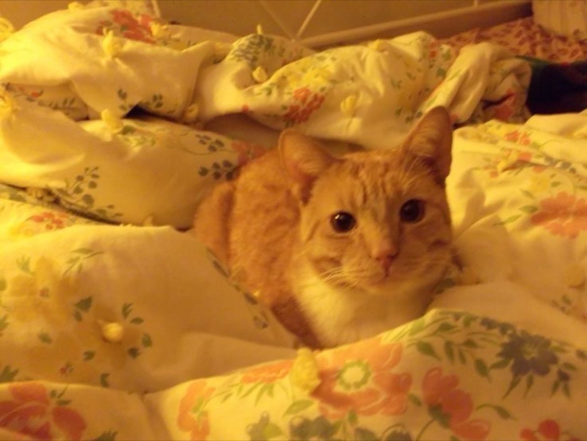 🐱