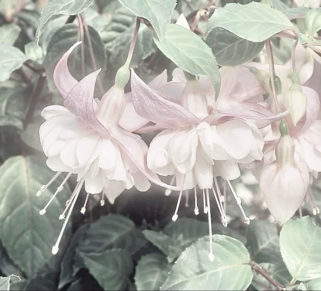 Hybrid fuchsia - Fuchsia hybrida