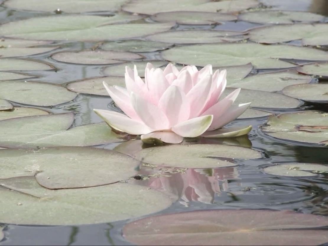 Lotus Flower - Nelumbo nucifera