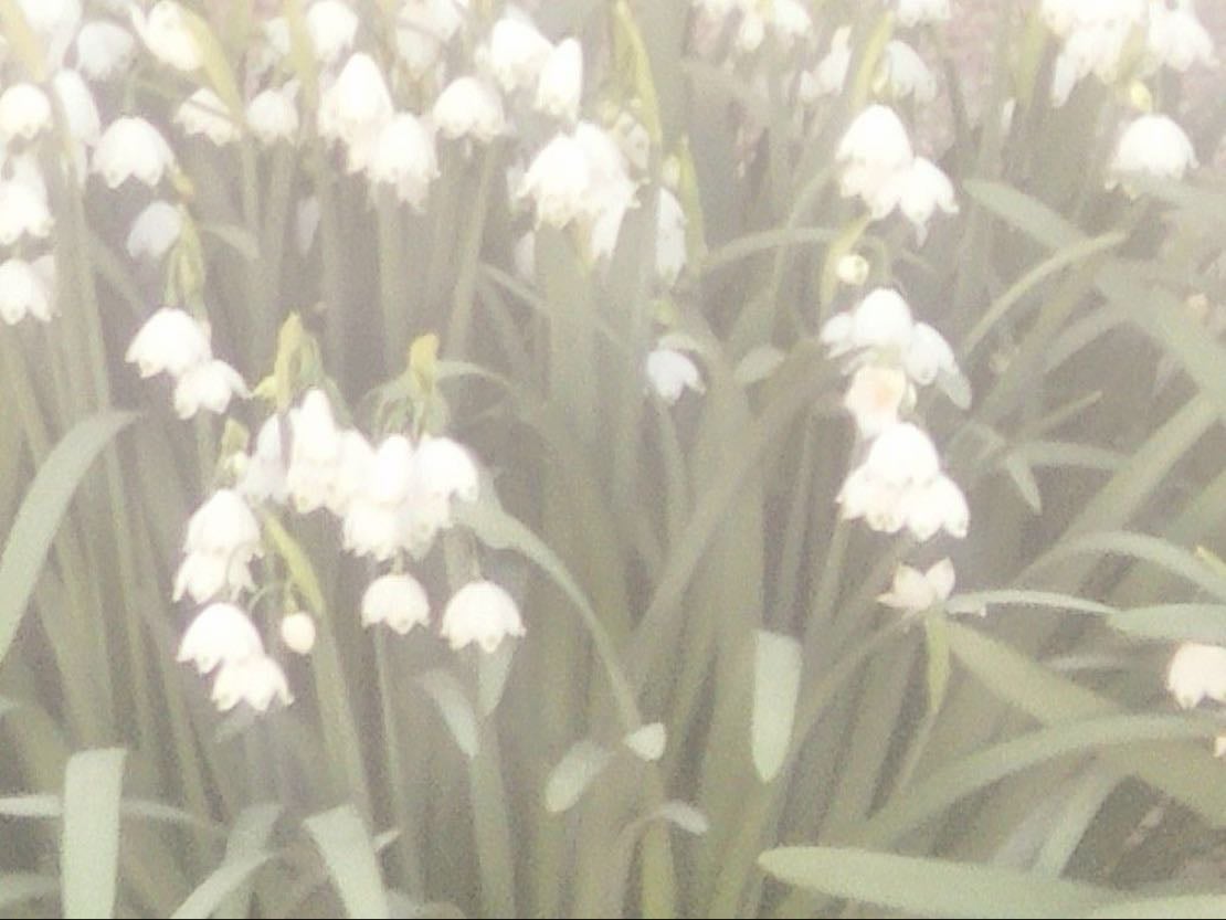 Lily of the valley - Convallaria majalis
