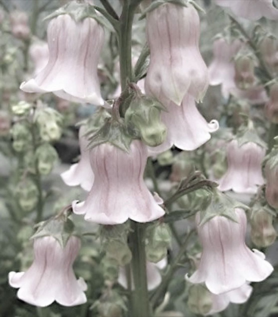 Canterbury bells - Campanula medium