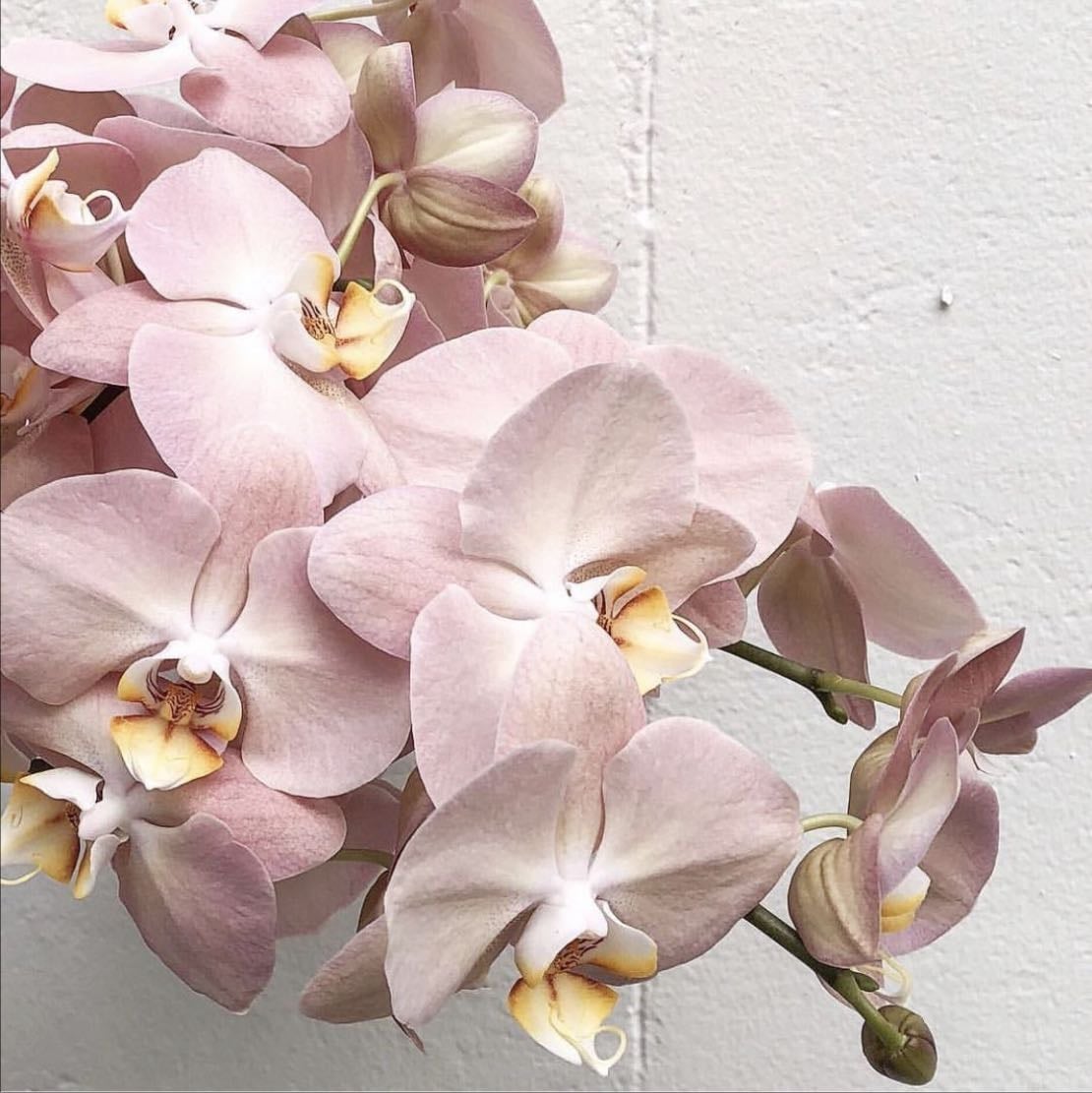 Orchid - Orchidaceae